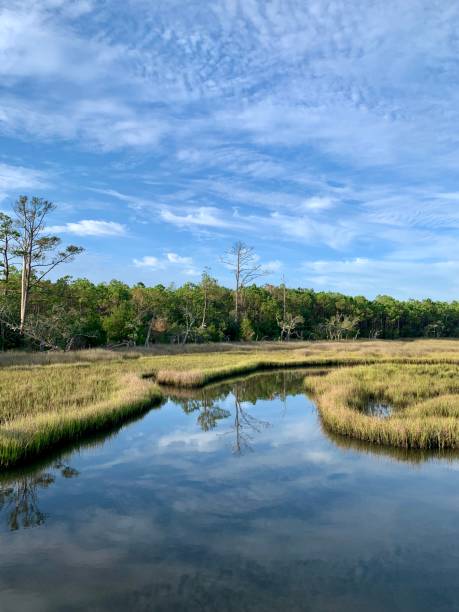 istock Beautiful, tranquil summer morning in a tidal estuary marsh surrounded by long leaf pine tree forest. 1164595430