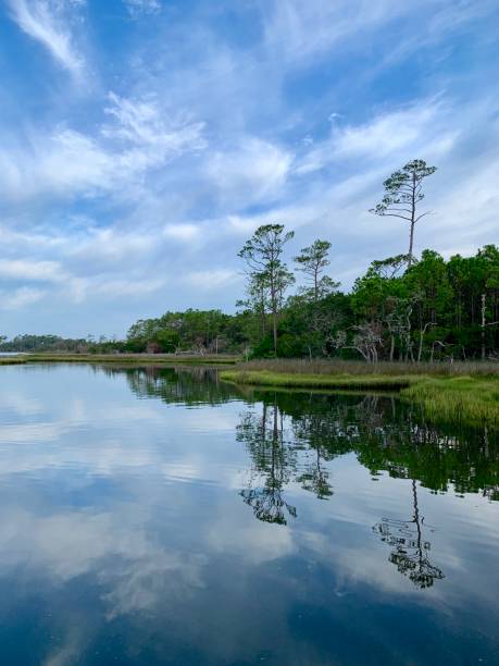 istock Beautiful, tranquil summer morning in a tidal estuary marsh surrounded by long leaf pine tree forest. 1164595433