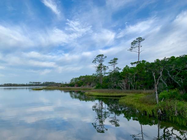 istock Beautiful, tranquil summer morning in a tidal estuary marsh surrounded by long leaf pine tree forest. 1164595434
