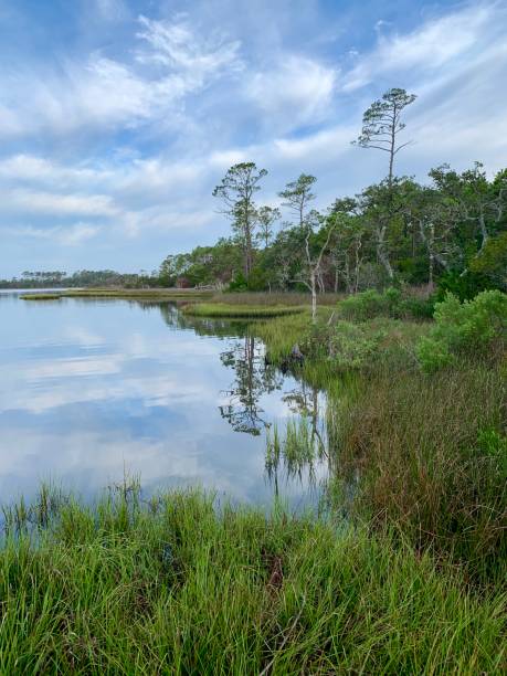 istock Beautiful, tranquil summer morning in a tidal estuary marsh surrounded by long leaf pine tree forest. 1164595439