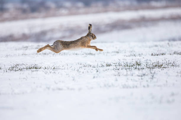 istock Hare runnig on snowy field 1164596351