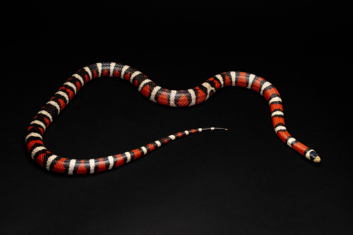 Mountain Kingsnake - Lampropeltis zonata - Coral Snake Mimic non-venomous