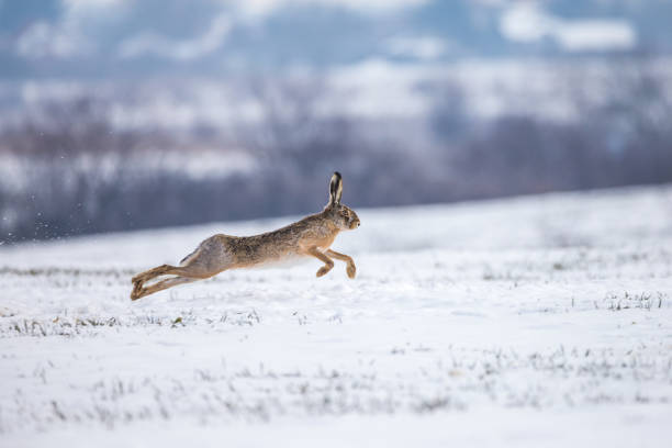 Hare runnig on snowy field Lepus Europaeus. hare stock pictures, royalty-free photos & images