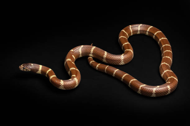 istock Common Kingsnake - Lampropeltis getula southwest snake non venomous 1164596439