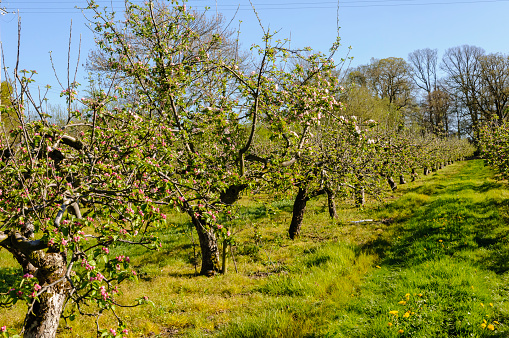 Apple trees in bloom in a County Armagh orchard