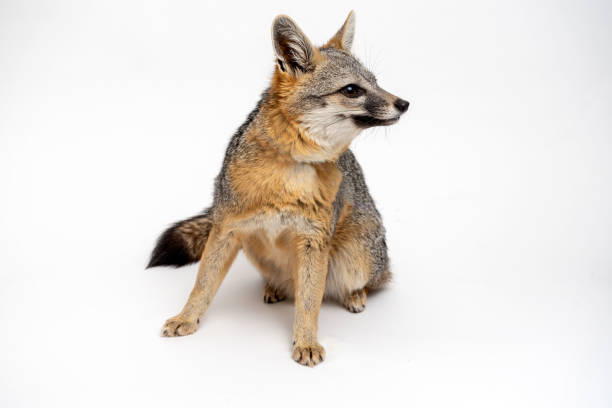 istock Grey Fox Close Up Portrait Isolated on White Background 1164597136