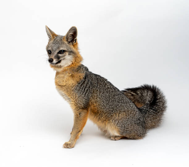 istock Grey Fox Close Up Portrait Isolated on White Background 1164597144