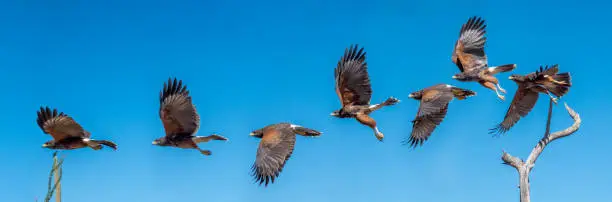 Harris Hawk flying. Isolated hawk Parabuteo unicinctus