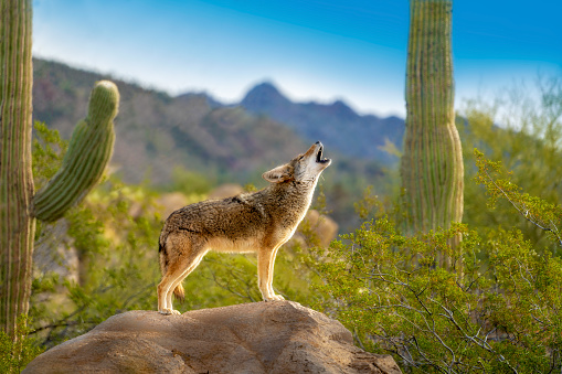 coyote standing on a rock formation howling with desert, mountains and blue sky in the background