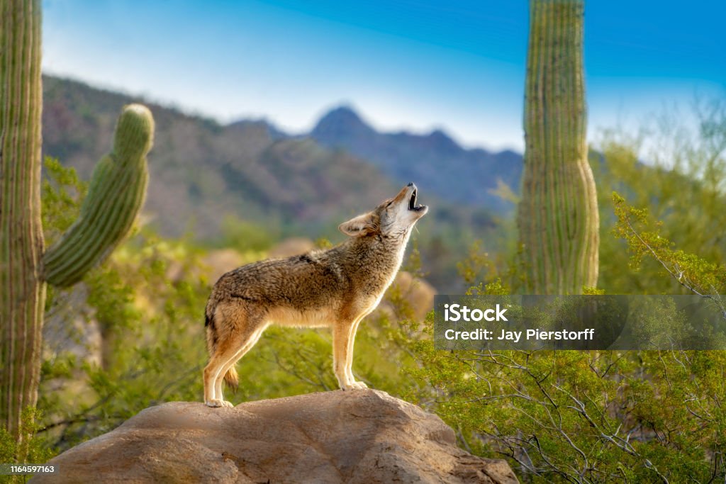 Howling Coyote standing on Rock with Saguaro Cacti coyote standing on a rock formation howling with desert, mountains and blue sky in the background Coyote Stock Photo