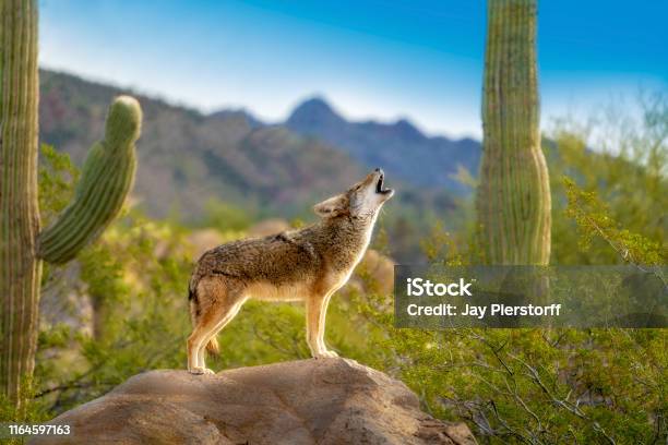 Howling Coyote Standing On Rock With Saguaro Cacti Stock Photo - Download Image Now - Coyote, Desert Area, Howling