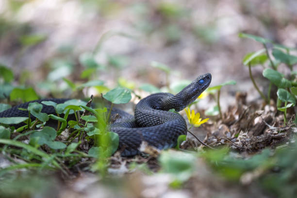 istock Vipera Berus Nikolskii in its natural environment 1164598365