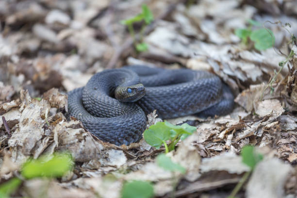 istock Vipera Berus Nikolskii in its natural environment 1164598380