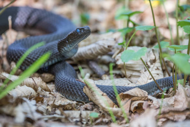 istock Vipera Berus Nikolskii in its natural environment 1164598435