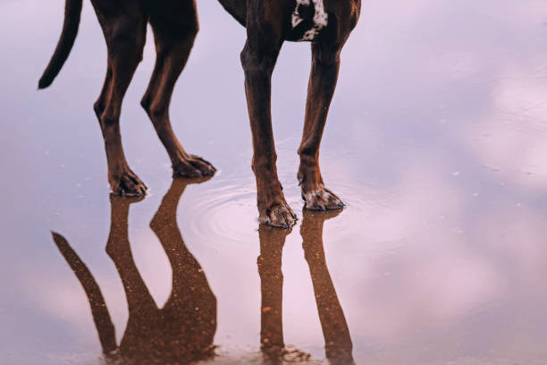 собака-собака стоит на воде с отражением - vertebrate water puddle water surface стоковые фото и изображения