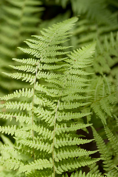 istock green ferns on a black background 116460043