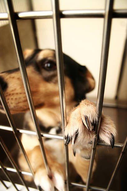흥분된다 - dog animal testing dog pound sadness 뉴스 사진 이미지