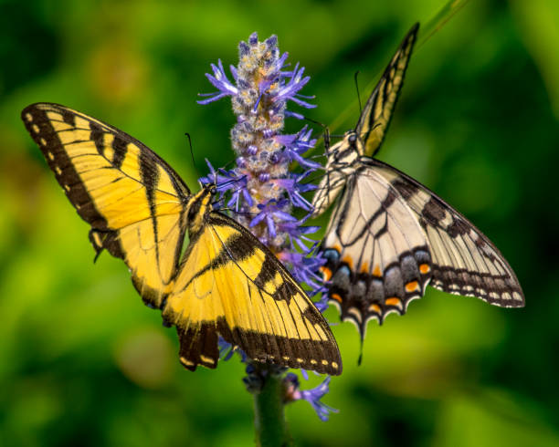 istock Tiger Swallowtail butterfly on flowering water plant 1164608006