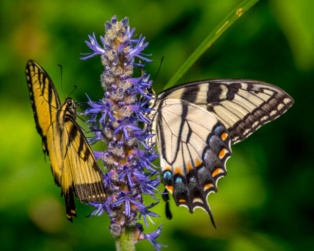 istock Tiger Swallowtail butterfly on flowering water plant 1164608007