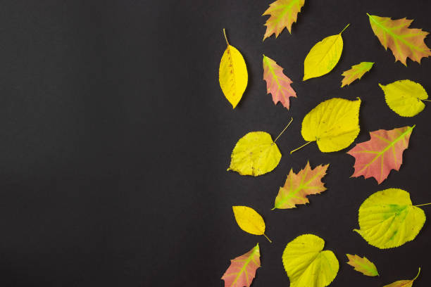 istock Colorful autumn leaves on black background 1164608026