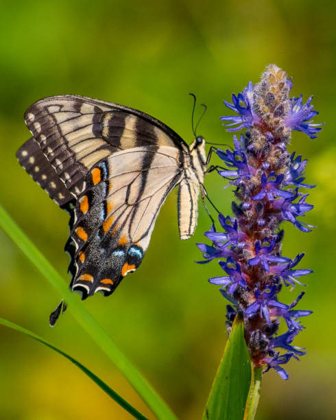 istock Tiger Swallowtail butterfly on flowering water plant 1164608029