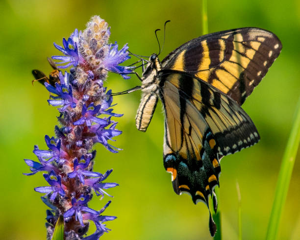 istock Tiger Swallowtail butterfly on flowering water plant 1164608061