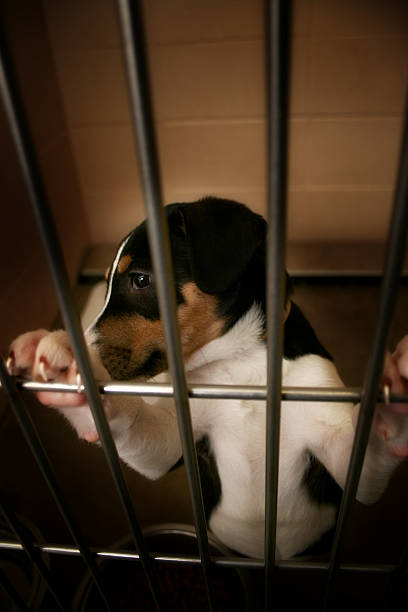 하고 시간 - dog animal testing dog pound sadness 뉴스 사진 이미지