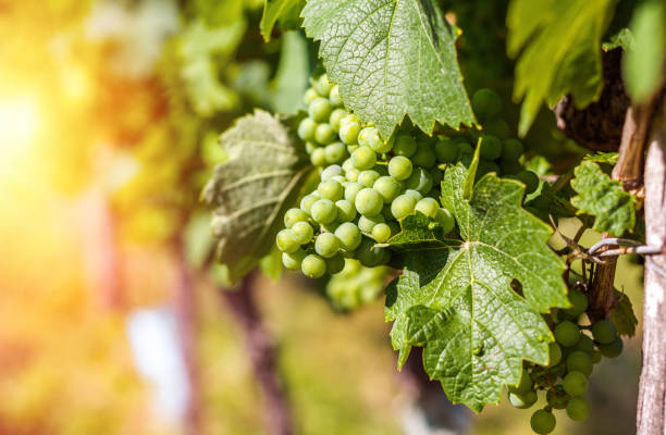 istock White wine grapes in the vineyard, toned 1164611383