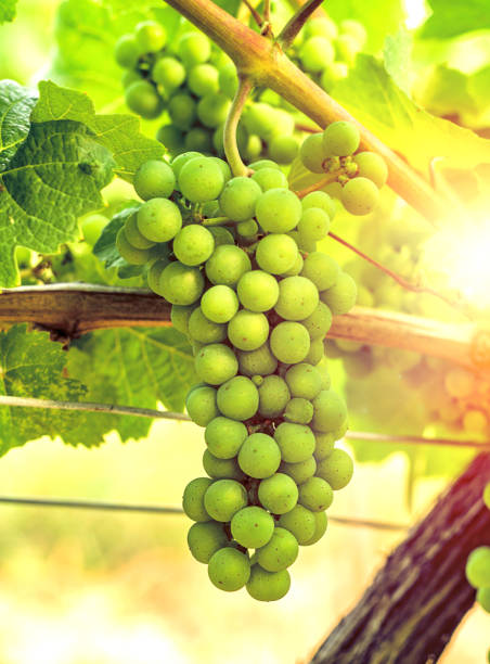istock White wine grapes in the vineyard, toned 1164611385