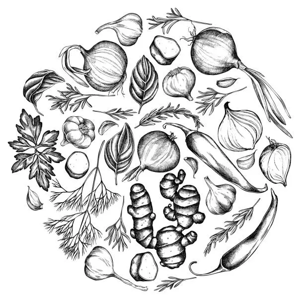 Vector illustration of Round floral design with black and white onion, garlic, pepper, greenery, ginger, basil, rosemary