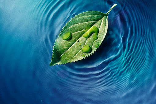 A leaf on water surface with drops.
Some fine film noise added.