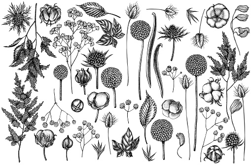 Vector set of hand drawn black and white astilbe, craspedia, blue eryngo, lagurus, cotton, gypsophila stock illustration