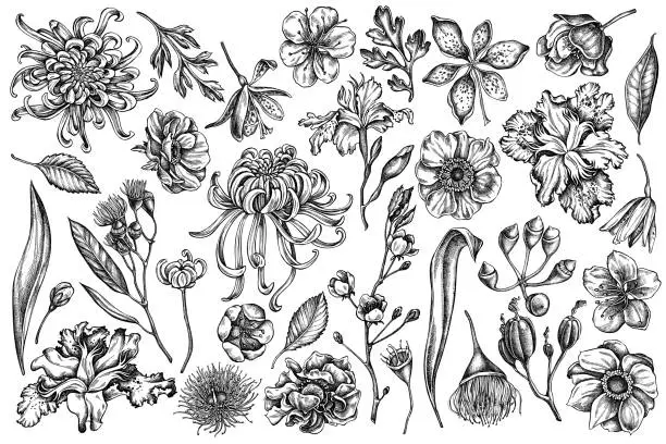 Vector illustration of Vector set of hand drawn black and white japanese chrysanthemum, blackberry lily, eucalyptus flower, anemone, iris japonica, sakura