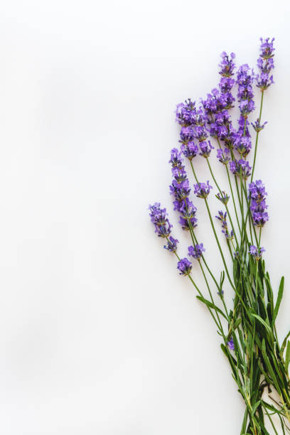 bouquet of fresh lavender flowers on white background, top view, isolated. Copy space. Flat lay stock photo
