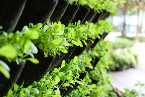 istock plant growing vertically in vertical garden. vegetable planted on wall 1164612793
