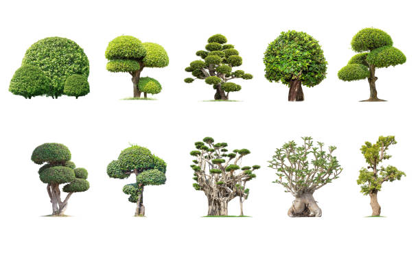 istock Tako trees bending. Isolated tree on white background , 1164619798