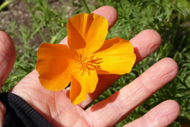 blumen in der hand - globe lily stock-fotos und bilder