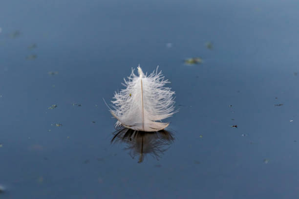 istock goose feather in the blue water 1164622767