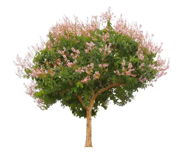 Single pink flowering tree isolated on white background, Lagerstroemia floribunda plant or Thai crepe myrtle