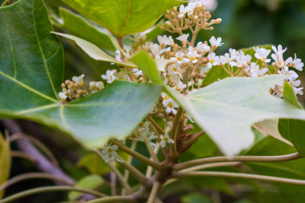 Beautiful kukui nut, candle nut tree tiny white flowers and silvery green leaves on Oahu, Hawaii. Native Hawaiians used kukui nuts in many ways such as extracting oil, making leis, as ink, varnish, dye and using the wood to make canoes. hermosa nuez kukui, árbol de la vela pequeñas flores blancas y hojas verdes plateadas en oahu, hawái. los nativos hawaianos usaban nueces kukui de muchas maneras, como extraer aceite, hacer leis, como tinta, barniz, teñir y usar la madera para hacer ca