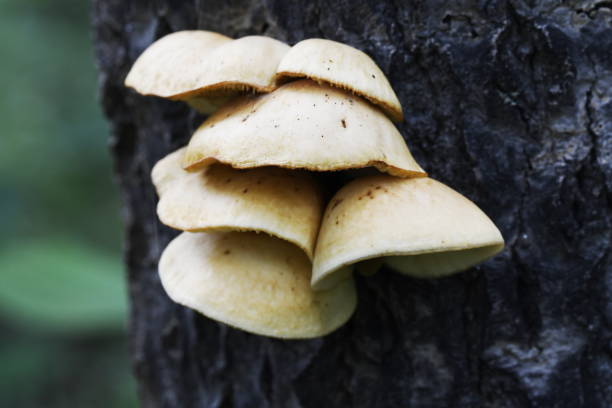 istock lipovici mushrooms on a tree trunk 1164623689