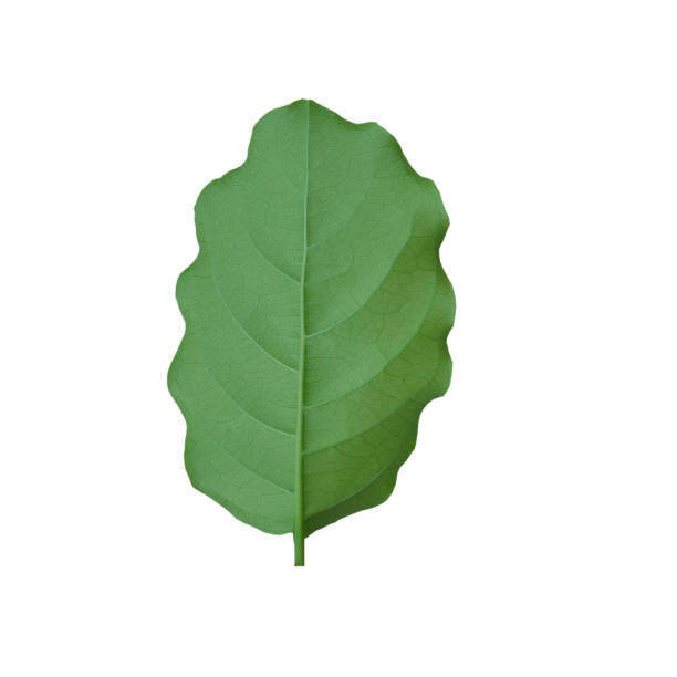 istock Close up green leaf on white background nature concept. 1164629042