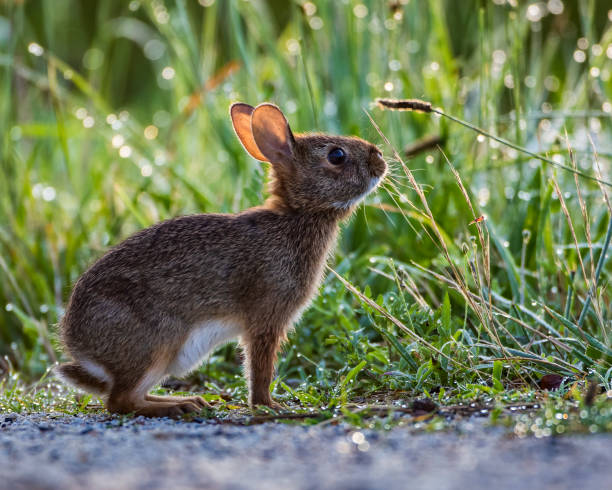 herbe reniflante de queue de coton orientale - rabbit hairy gray animal photos et images de collection