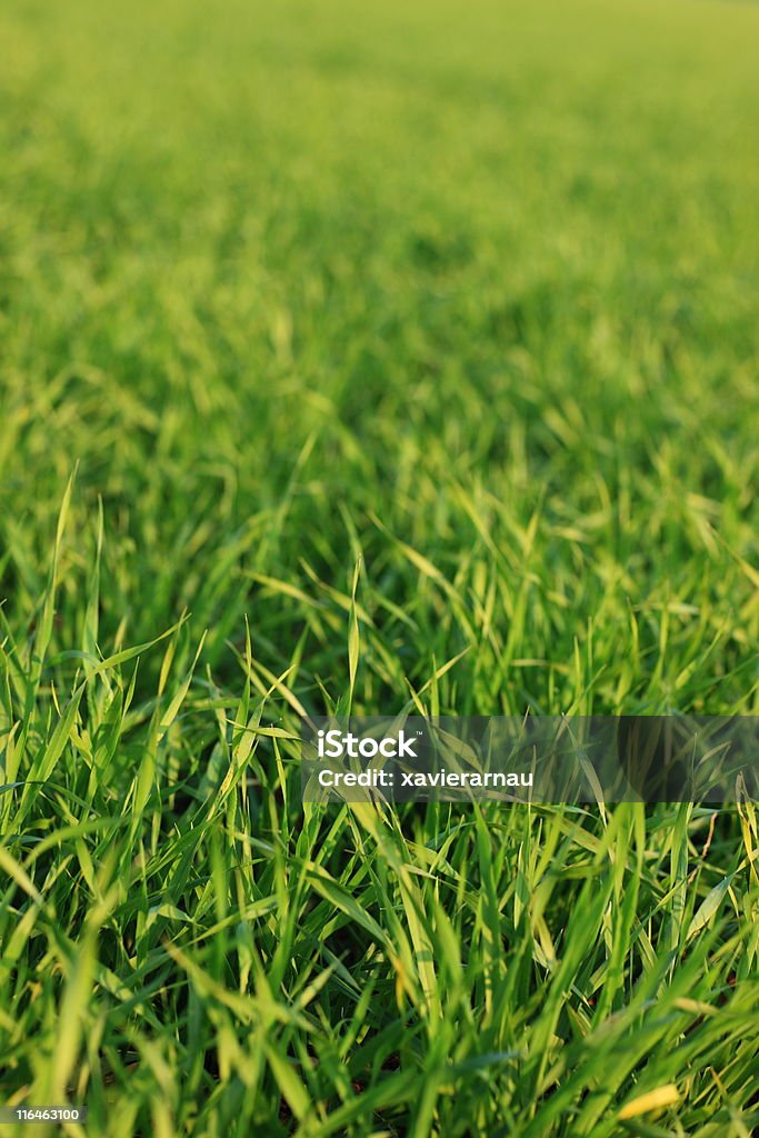 Grass - Zbiór zdjęć royalty-free (Abstrakcja)