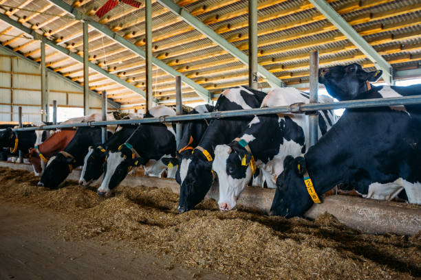 istock Breeding diary cows in free livestock stall 1164631610