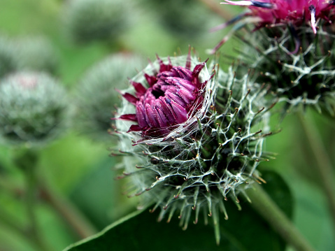 Arctium lappa, commonly called greater burdock