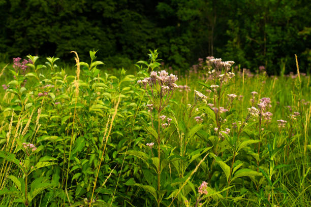 istock Summer evening in Dixon Waterfowl Refuge 1164634455