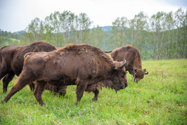 istock Running Buffalo in the meadow. 1164634512