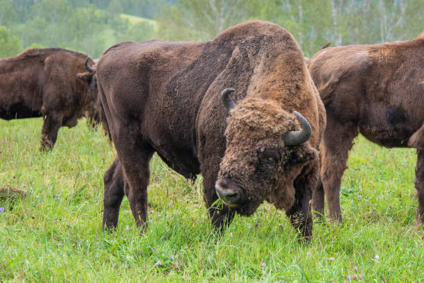 istock A large male bison grazing in the meadow. 1164634542