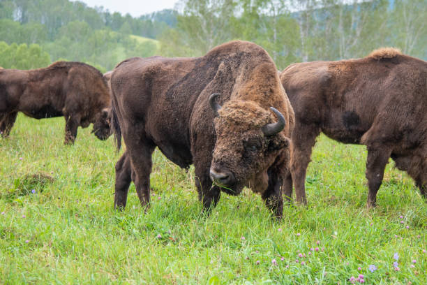 istock A large male bison grazing in the meadow. 1164634543
